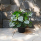 Potted Artificial Peperomia 34cm