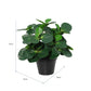 Potted Artificial Peperomia 34cm
