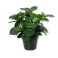 Potted Artificial Peperomia 34cm