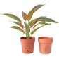 Set 2 Line Art Pot planters Assort 13cm