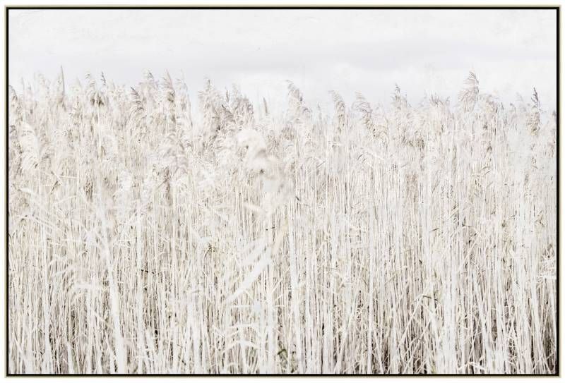 Pampas Grass Framed Canvas Wall Art 120cm