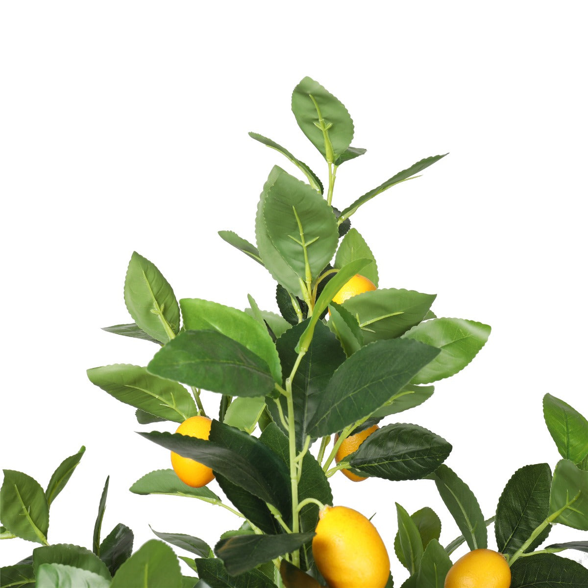 Lemon Tree (Potted) with Lemons 150cm