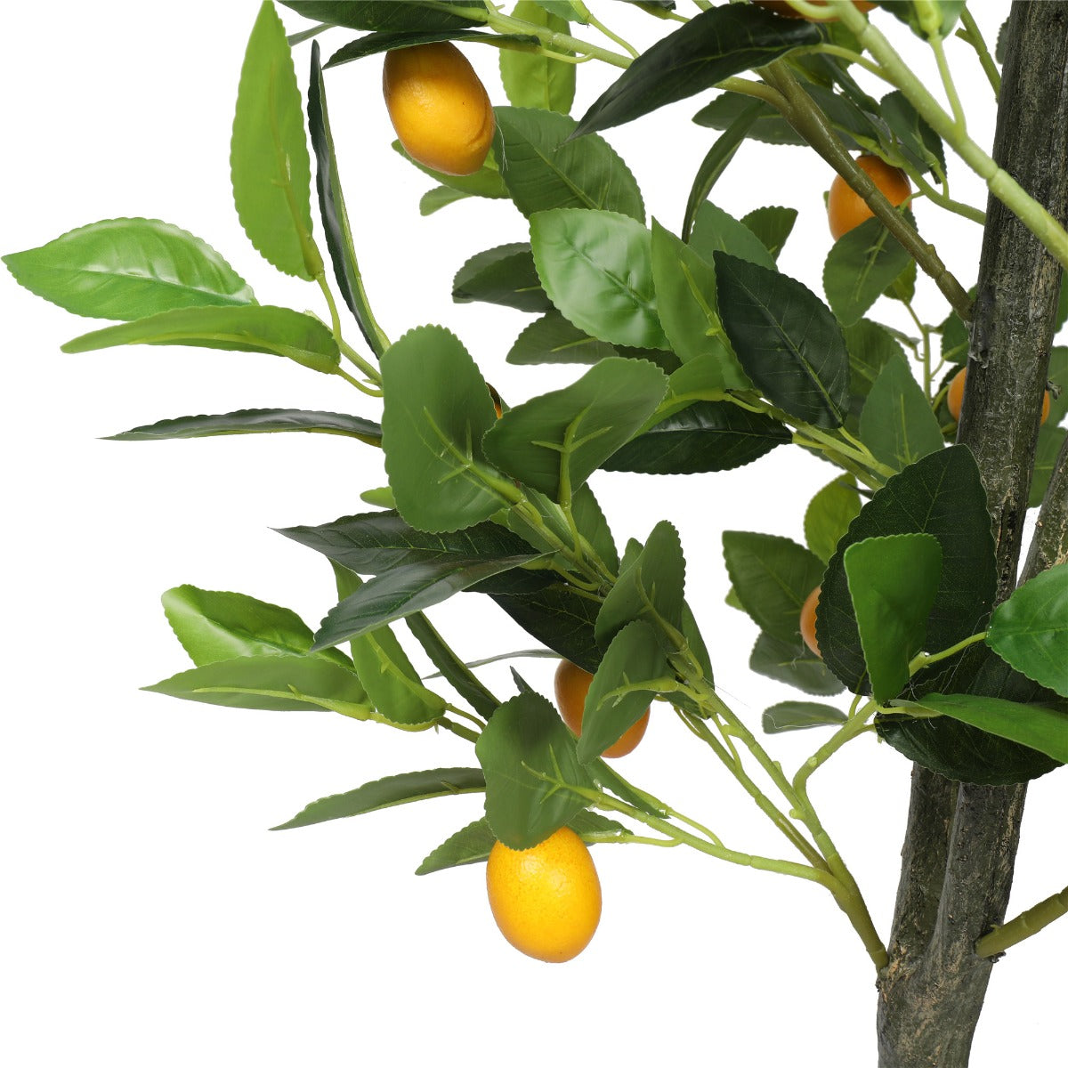 Lemon Tree (Potted) with Lemons 150cm