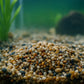 3x Showmaster 4-6mm Gold Pebbles 5kg