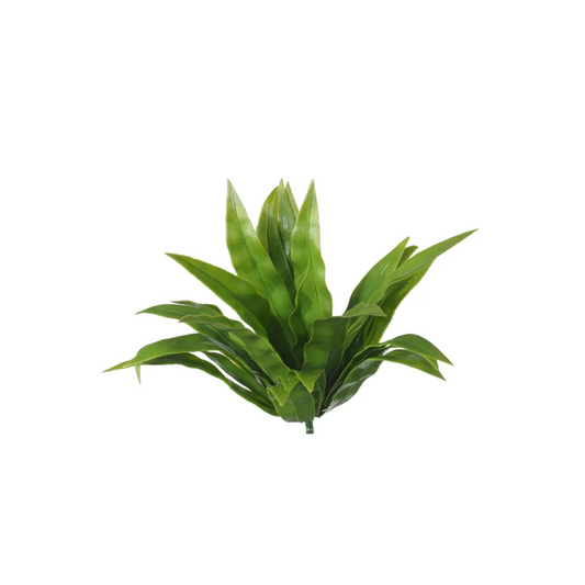 Aloe Vera Stem, UV