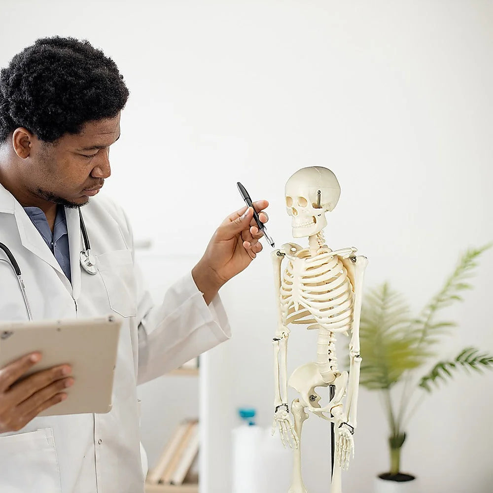 Anatomical Human Skeleton 85cm Tall with Flexible Model