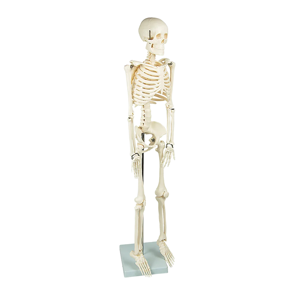 Anatomical Human Skeleton 85cm Tall with Flexible Model