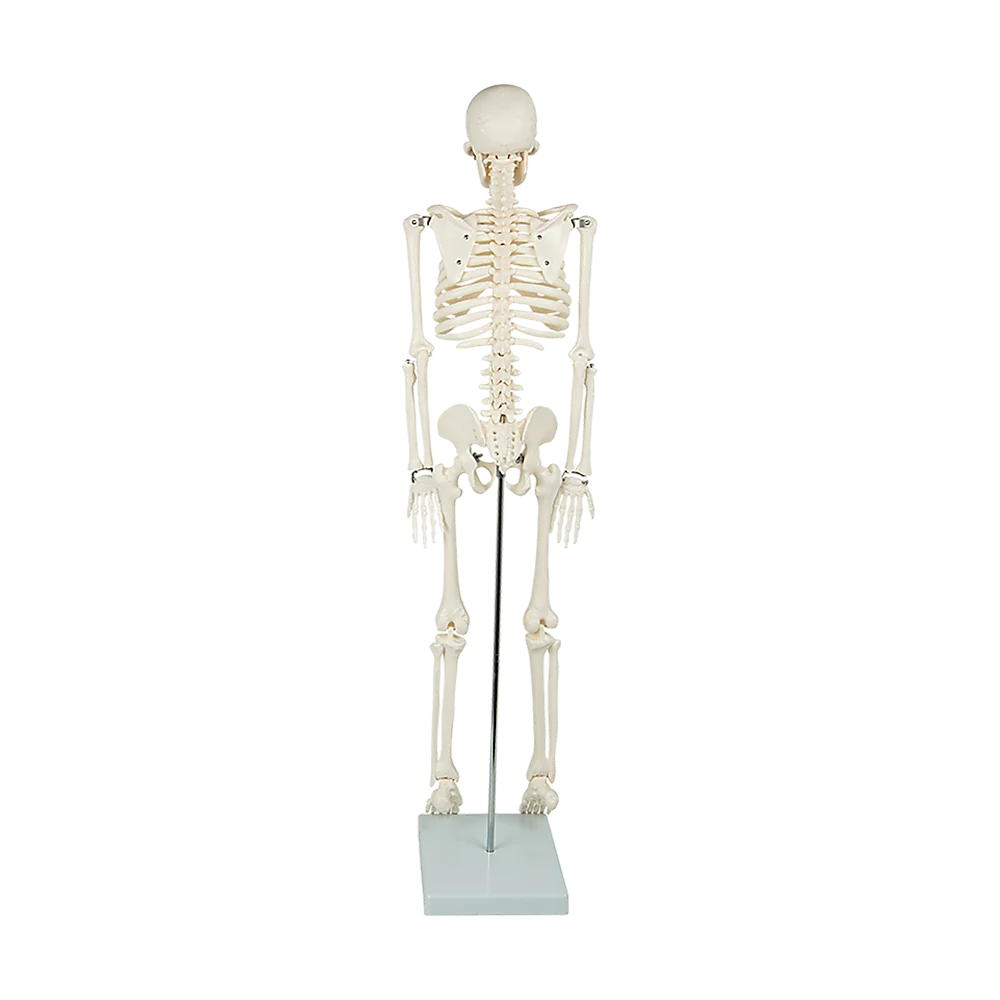 Anatomical Human Skeleton 85cm Tall with Flexible Model