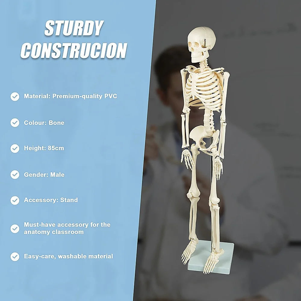 Anatomical Human Skeleton 85cm Tall with Flexible Model