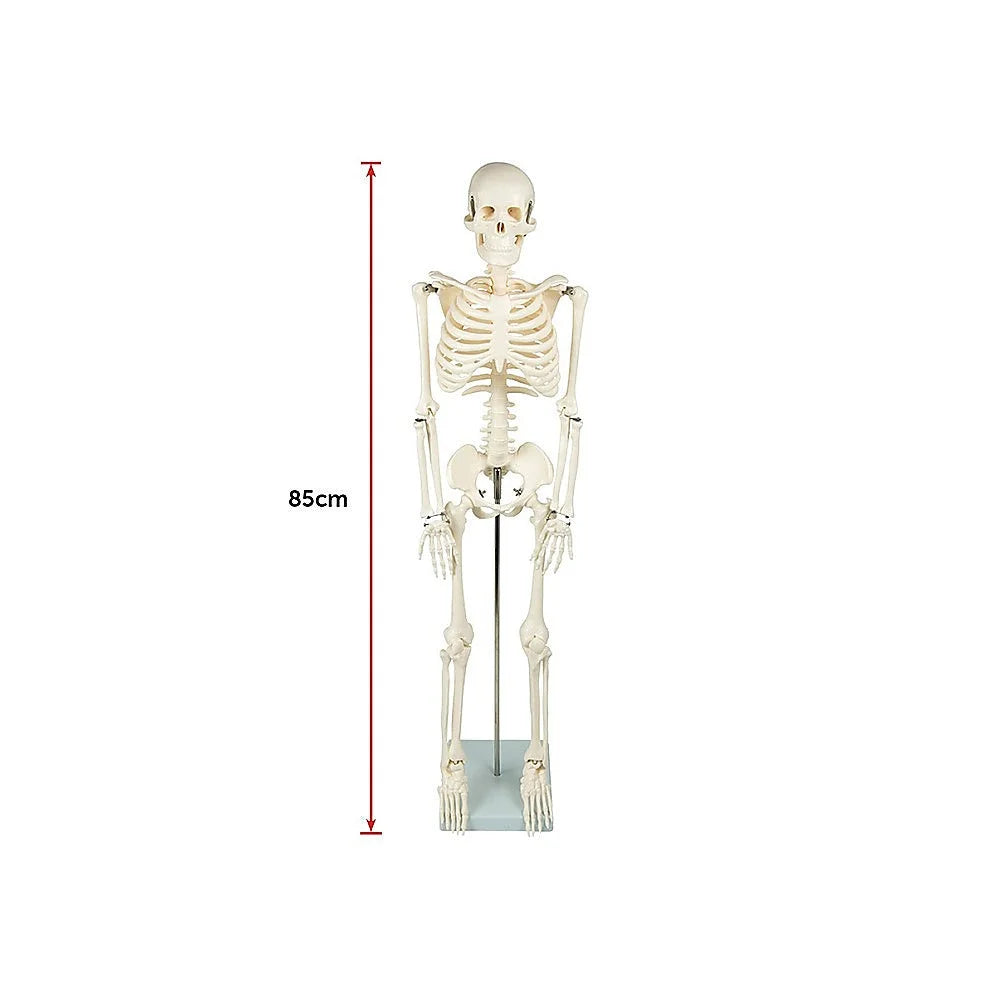 Anatomical Human Skeleton 85cm Tall with Flexible Model