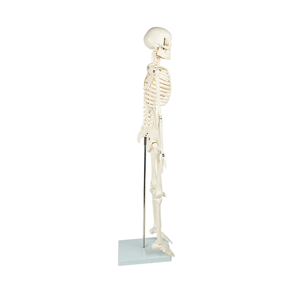 Anatomical Human Skeleton 85cm Tall with Flexible Model