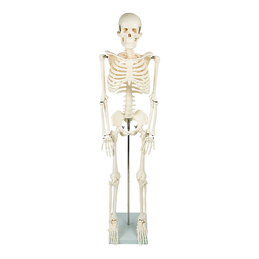 Anatomical Human Skeleton 85cm Tall with Flexible Model