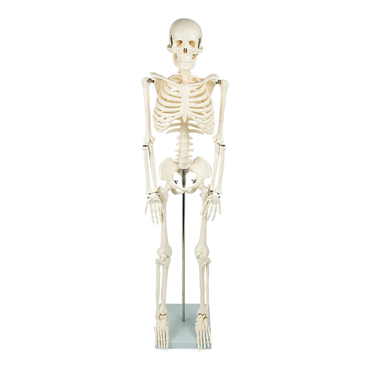 Anatomical Human Skeleton 85cm Tall with Flexible Model