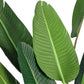 Artificial Birds of Paradise Tree 220cm Giant Green Fake Tropical Indoor Plant Home Office Decor