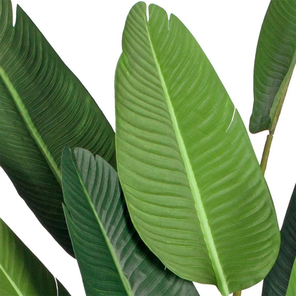 Artificial Birds of Paradise Tree 2X 245cm Giant Green Fake Tropical Indoor Plant Home Office Decor