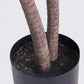 Artificial Indoor Dragon Blood Tree Set Premium 4X 145cm Green Fake Decorative