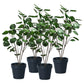 Artificial Indoor Pocket Money Tree Set Premium 4X 95cm Green Fake Plant Simulation Decorative