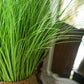 Artificial Indoor Potted Reed Bulrush Grass Tree Set Premium 2X 110cm Green Fake Plant Simulation Decorative