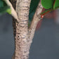 Artificial Indoor Qin Yerong Tree Set Premium 4X 120cm Green Fake Plant Simulation Decorative
