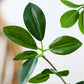 Artificial Indoor Watercress Tree Set 2X 150cm Green Fake Simulation Decorative