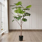 Artificial Split-Leaf Philodendron Tree 2X 180cm Natural Green Fake Tropical Indoor Plant Home Office Decor