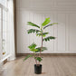 Artificial Split-Leaf Philodendron Tree 90cm 2-Trunk Natural Green Fake Tropical Indoor Plant Home Office Decor