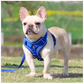 Blue Reflective Mesh Dog Harness and Leash Set - Adjustable