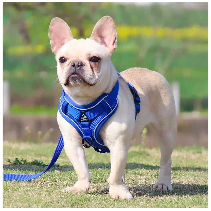 Blue Reflective Mesh Dog Harness and Leash Set - Adjustable
