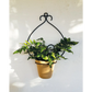 casa-verde-goya-wall-pot-holder-with-pot-cv05158 - Home &