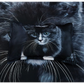 Cat Quilt Cover Set - King Size - Home & Garden