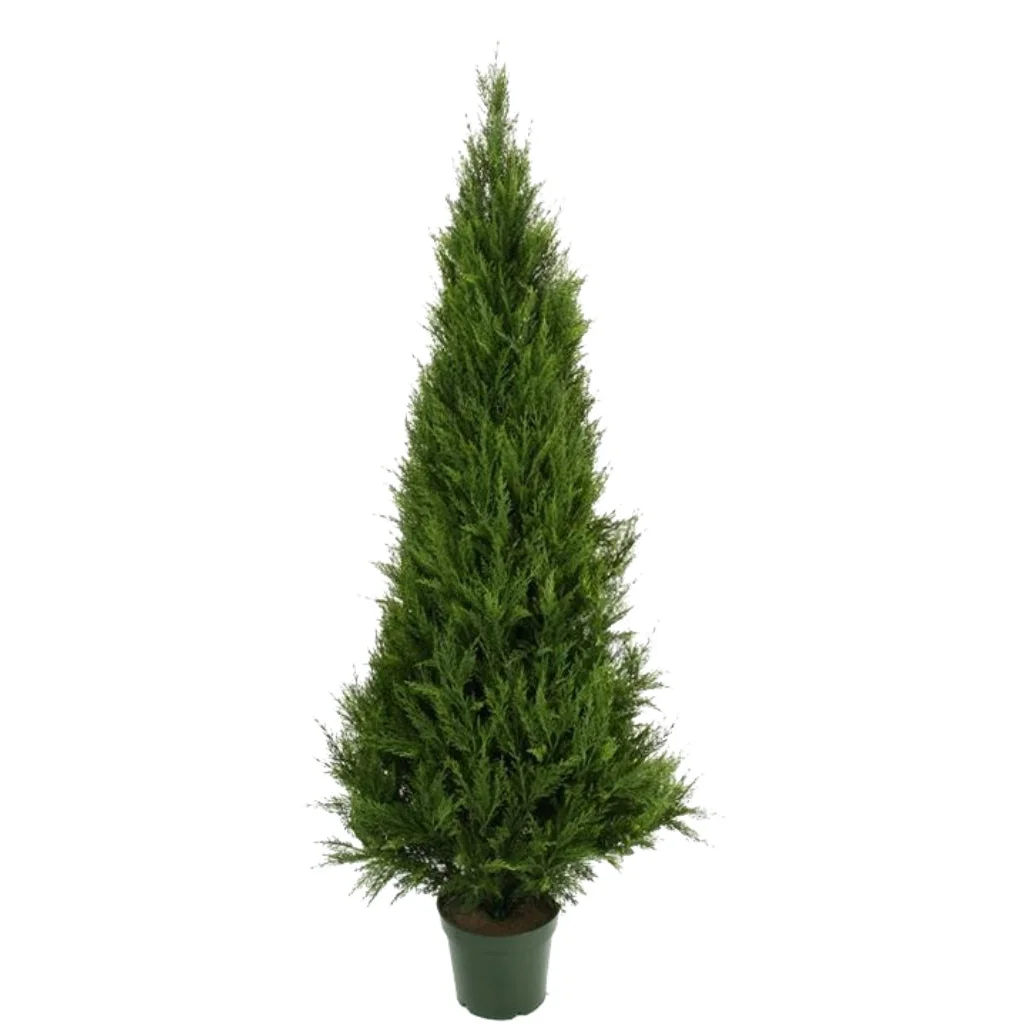 Cypress Pine Tree 1.8m, UV Resistant