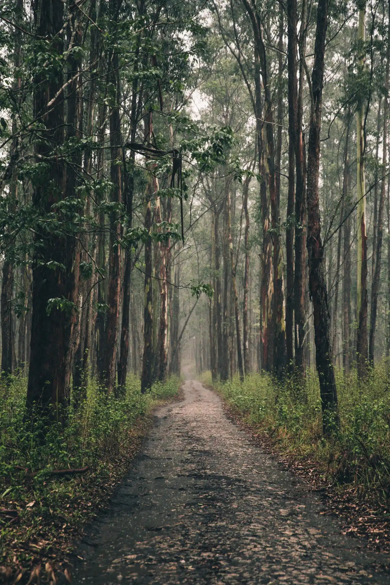A dirt road winding through a dense forest.