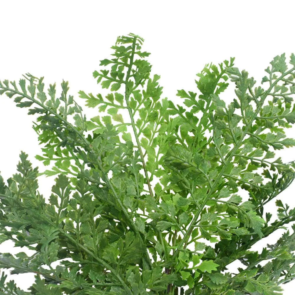 Faux Maiden Hair Fern Stem 40cm - Home & Garden >