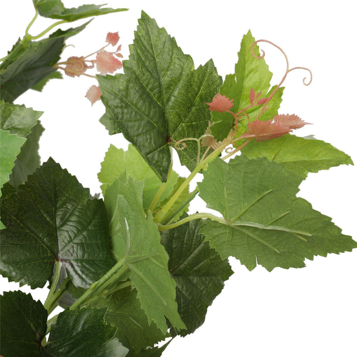 Potted Grape Vine Tree 70cm