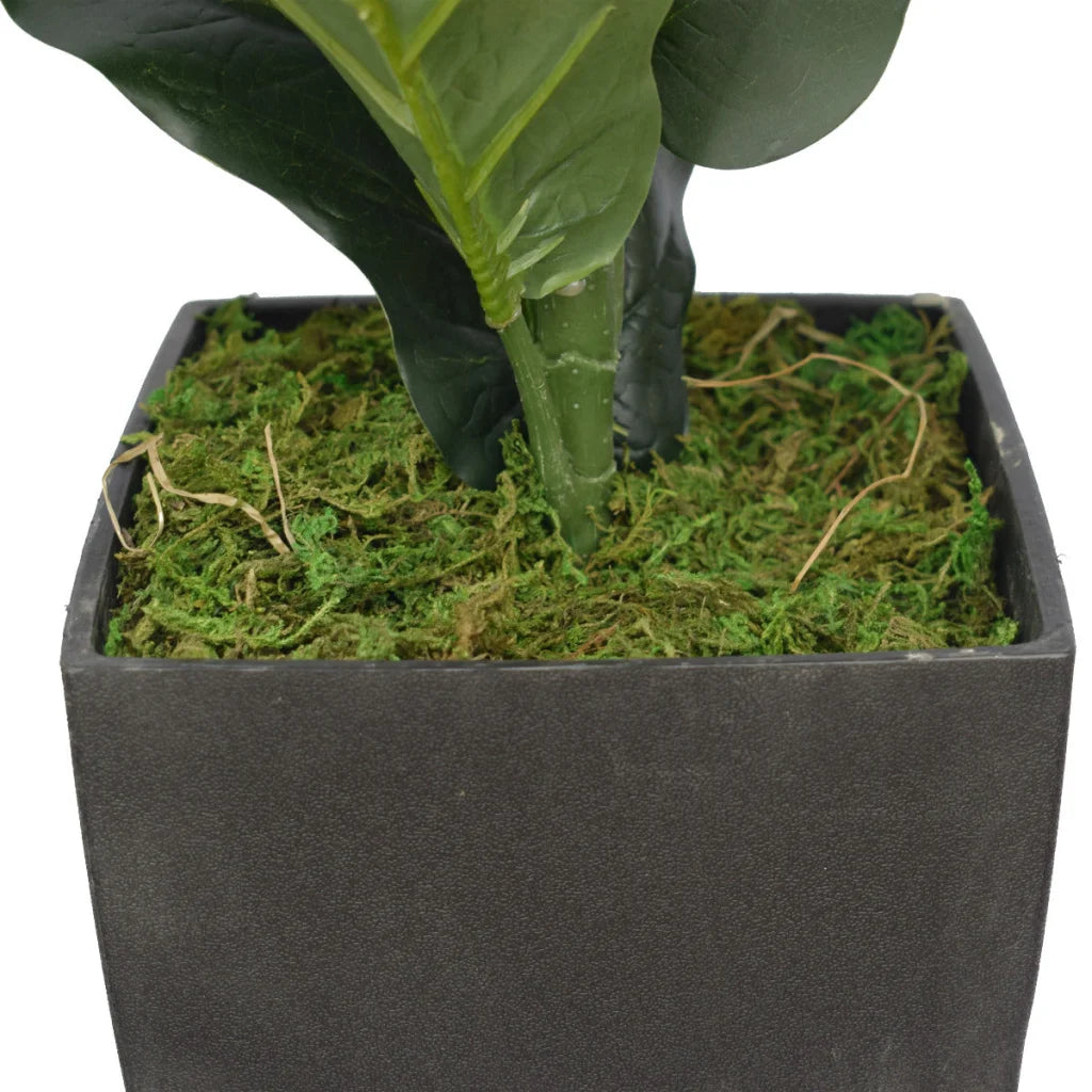 Fiddle Leaf Fig Tree 70cm, Dense