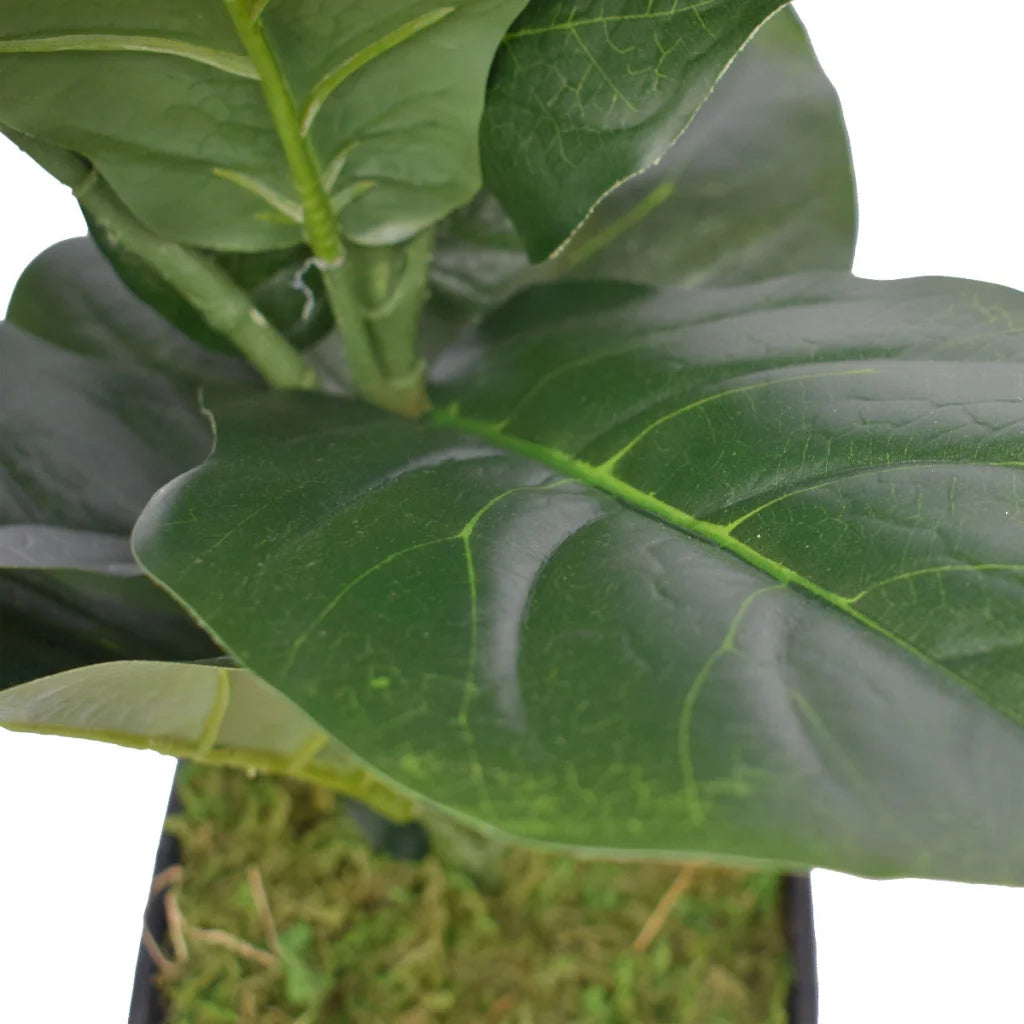 Fiddle Leaf Fig Tree 70cm, Dense