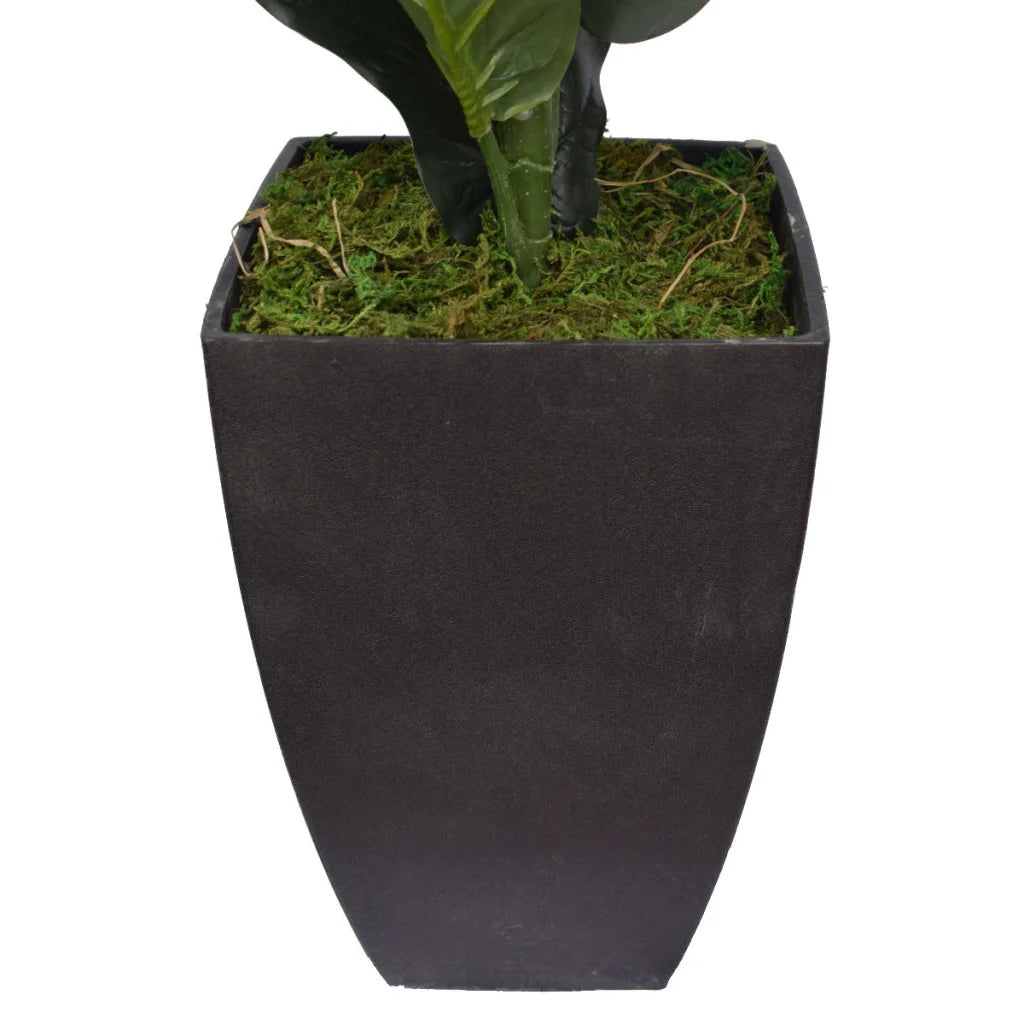Fiddle Leaf Fig Tree 70cm, Dense