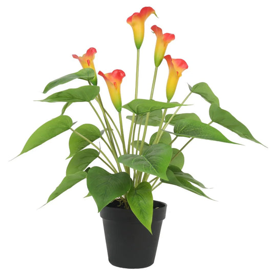 Flowering White and Orange Peace Lily / Calla Lily Plant 50cm