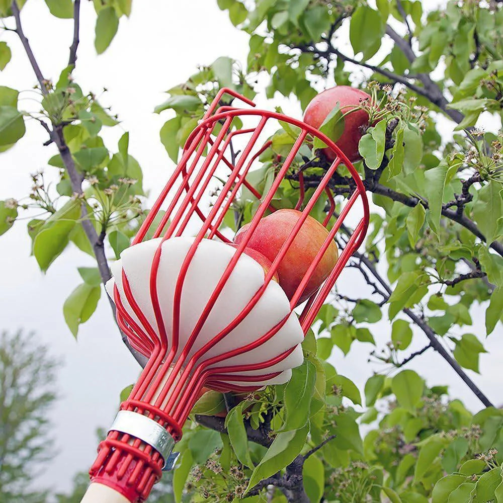 Fruit picking tool with telescopic pole - stainless steel