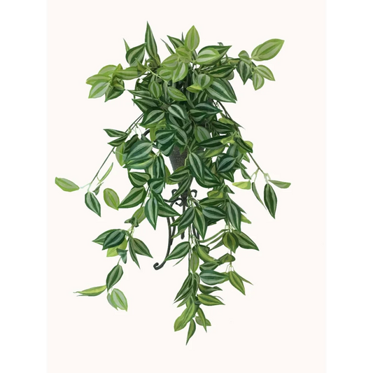 Hanging Philodendron Bush Mixed White and Green 80cm