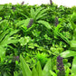 Lavandula Vertical Garden / Green Wall UV Resistant 1m X 1m
