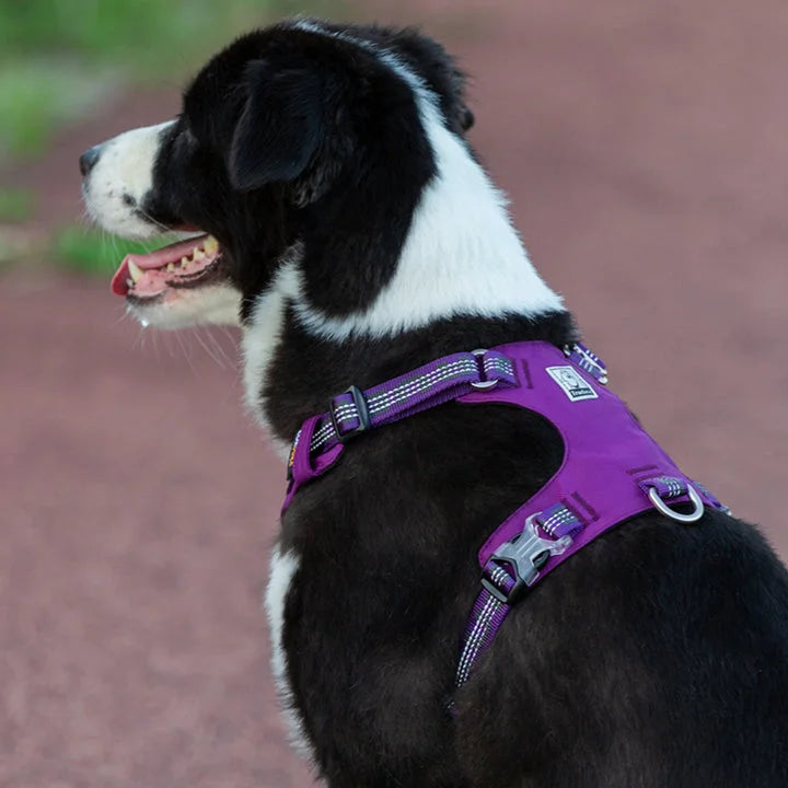 Lightweight 3M Reflective Harness - Purple (L)
