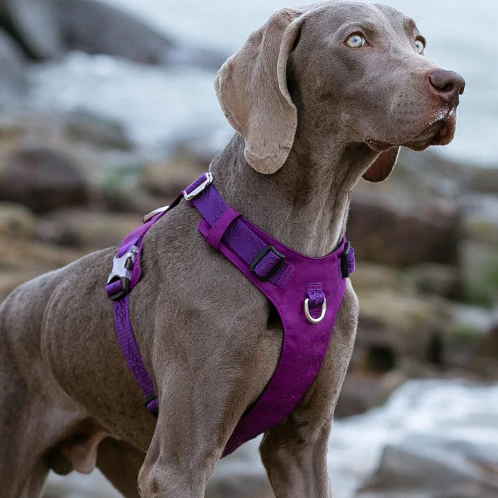 Lightweight Harness - Purple (S)