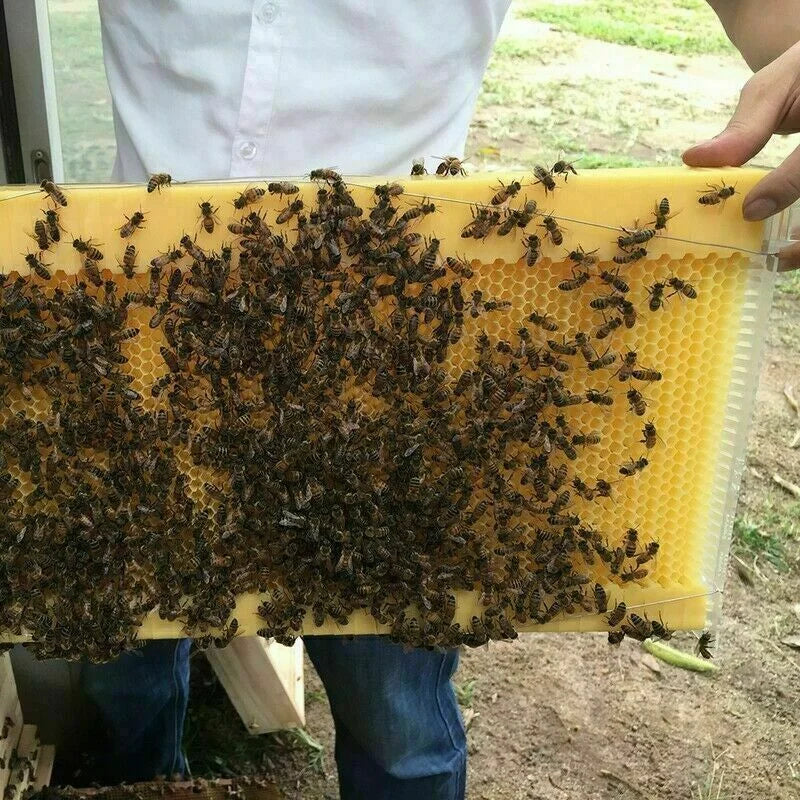 Neweast 7Pcs Flow Bee Comb Hive Frames For Wooden