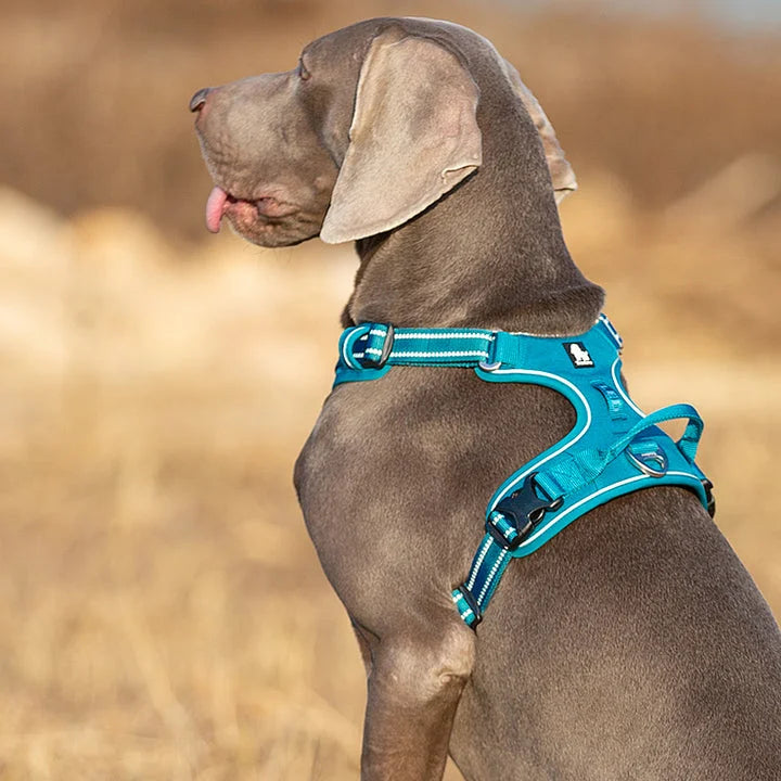 No Pull Harness - Blue (M)