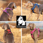 No Pull Harness - Blue (XS)