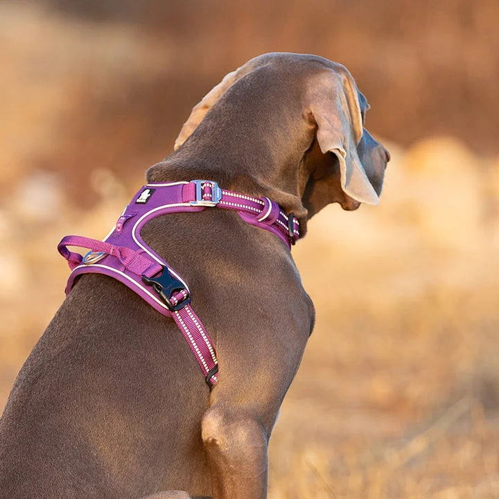 No Pull Harness - Purple (L)