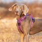 No Pull Harness - Purple (M)