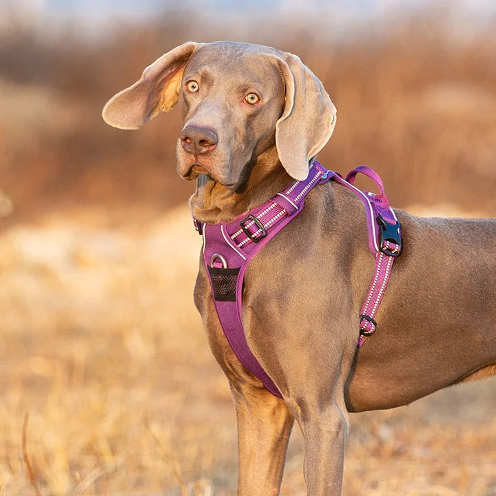 No Pull Harness - Purple (M)