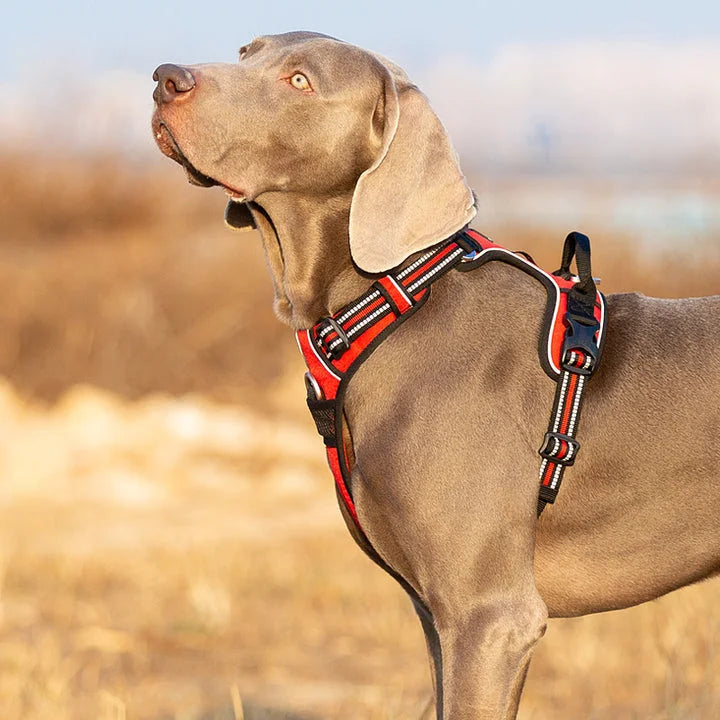 No Pull Harness - Red (M)